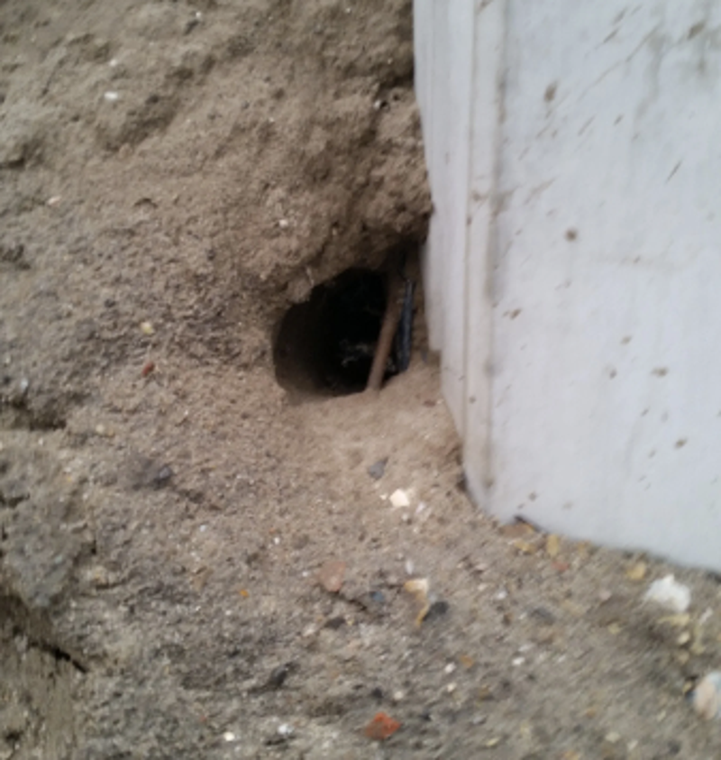 Hier graven ratten gangen door het zand naar het eten in de maiskuil