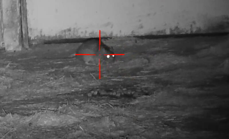 Ratten onder infrarood licht zijn prima te herkennen.