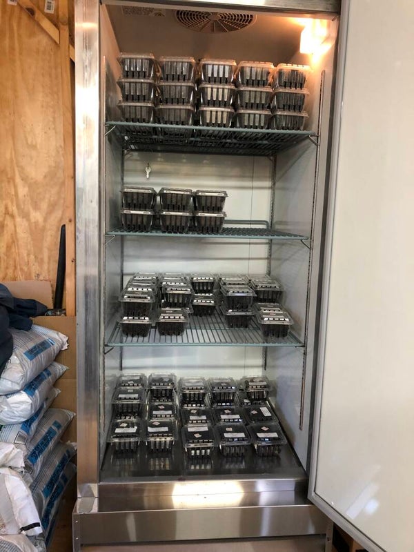 Blackberry Pints 2024