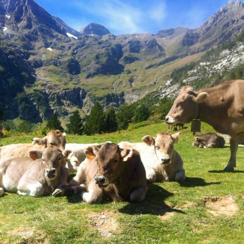 Valle de Pineta - Fauna y naturaleza