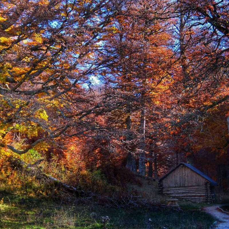 Bosque de Gamueta - Valle de Ansó