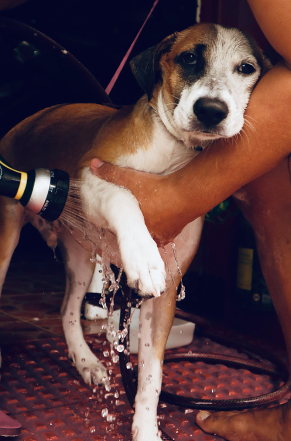 Post Walk Shower & Shampoo