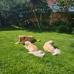 1000047334-standard.jpg