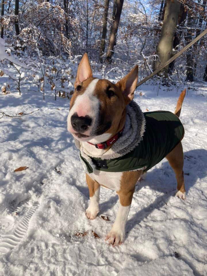 bull terrier slovenija