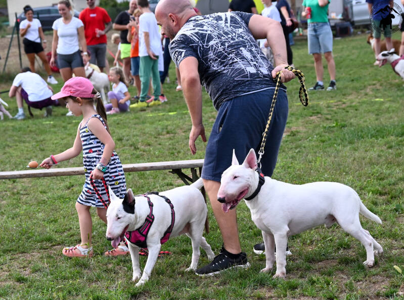 bull terrier srečanje