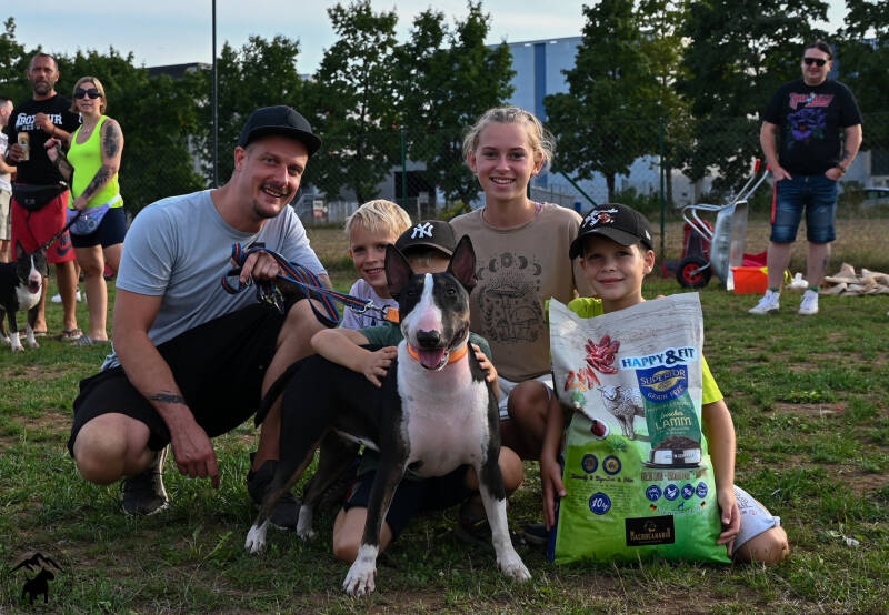 bull terrier srečanje