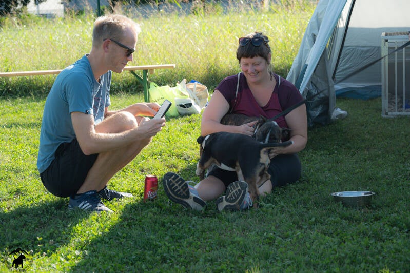 Bull Terrier Slovenija