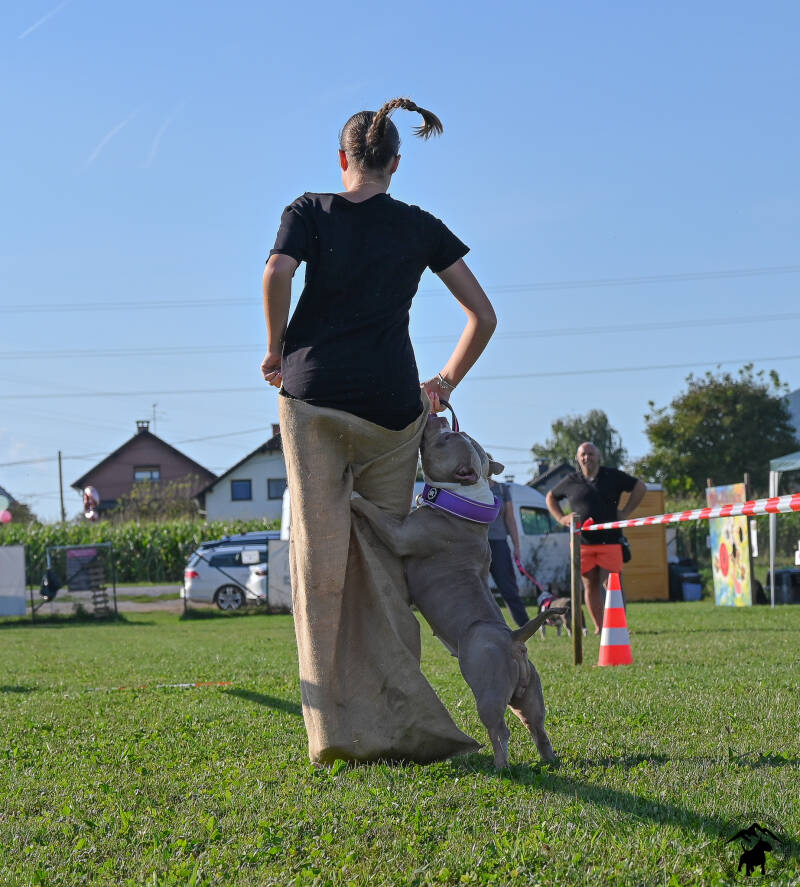 Bull Terrier Slovenija