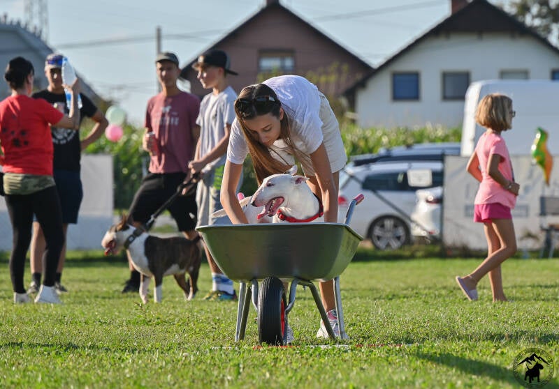 Bull Terrier Slovenija