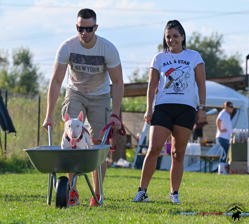 Bull Terrier Slovenija