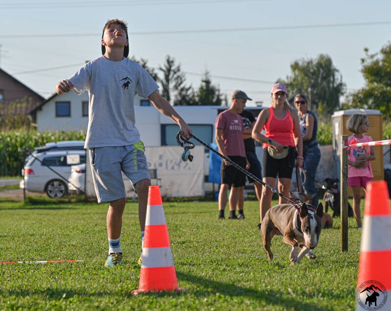 Bull Terrier Slovenija