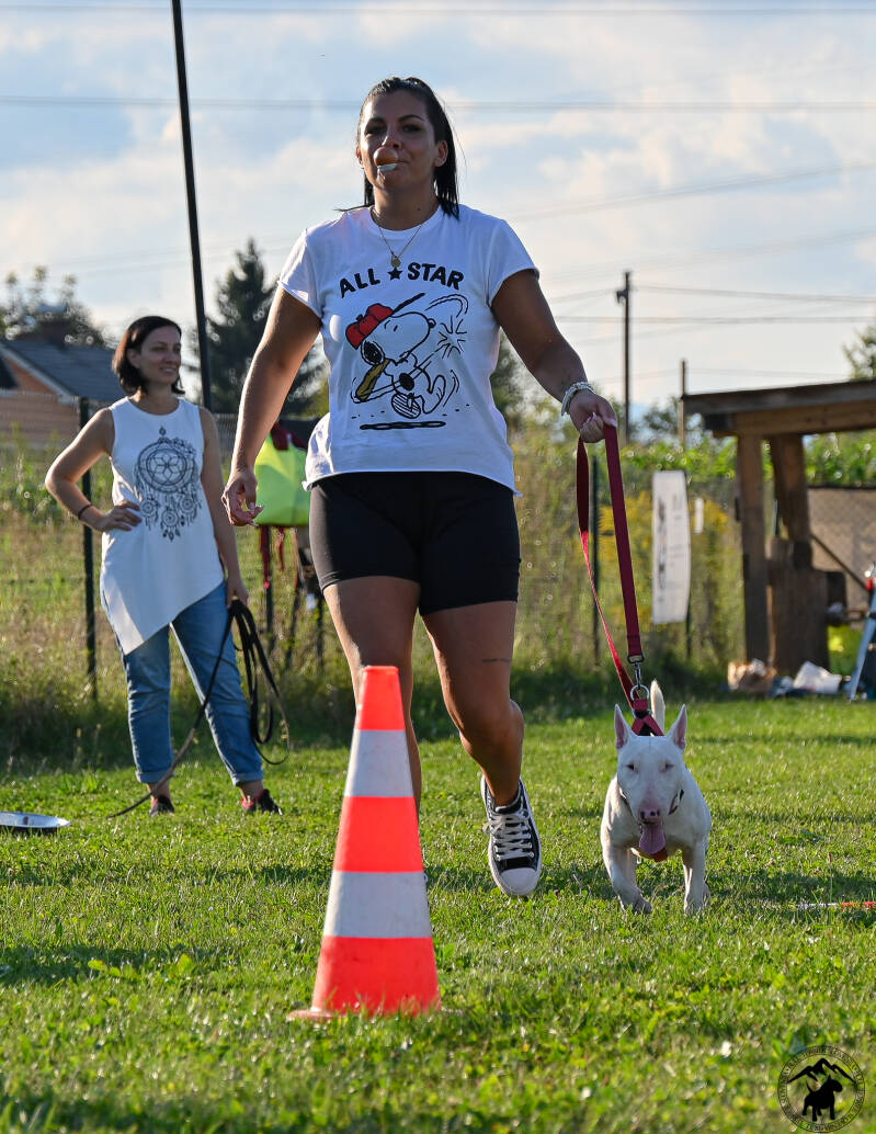 Bull Terrier Slovenija