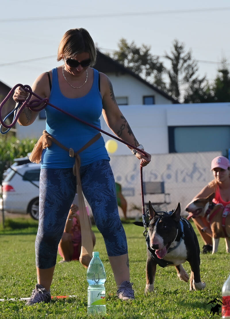Bull Terrier Slovenija