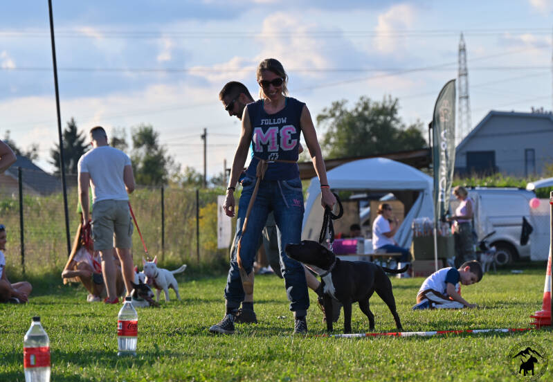 Bull Terrier Slovenija