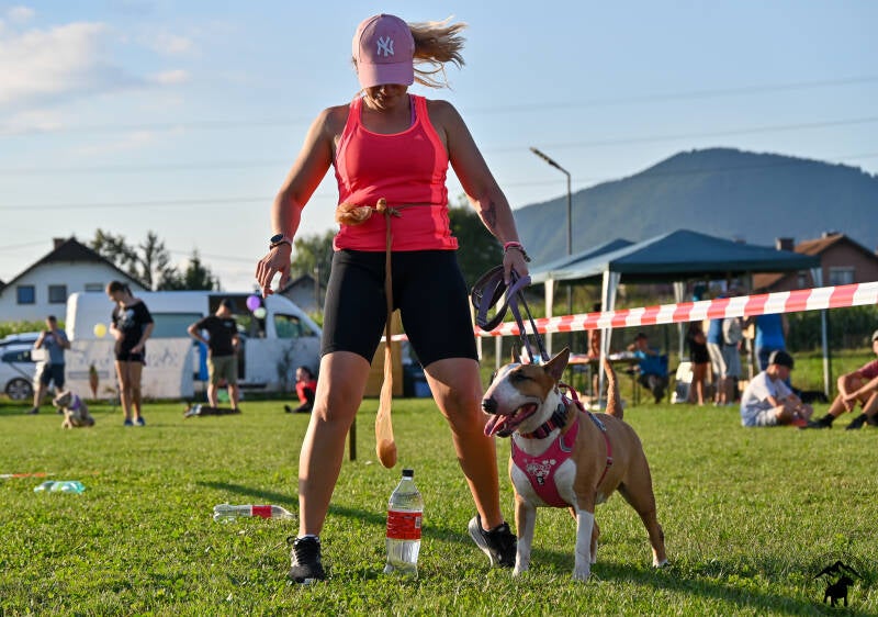 Bull Terrier Slovenija