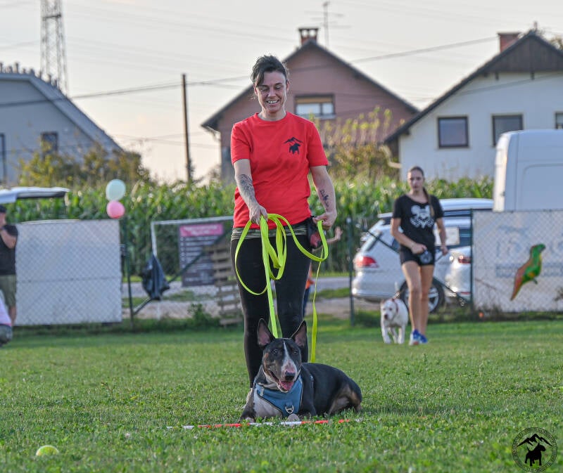 Bull Terrier Slovenija