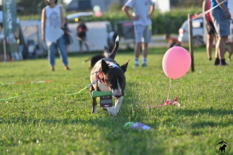 Bull Terrier Slovenija