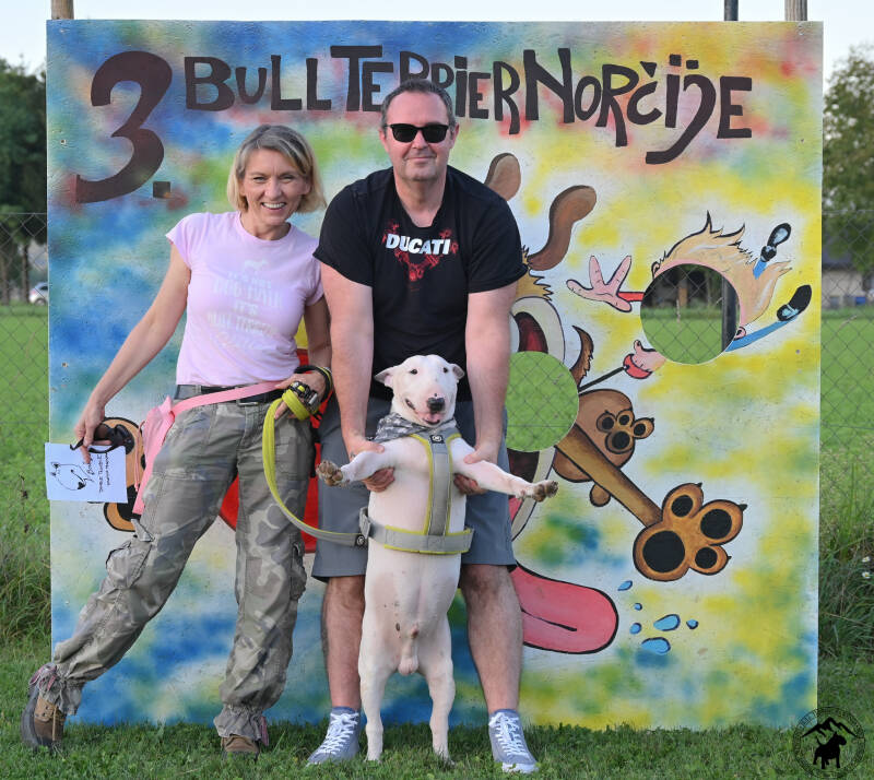 Bull Terrier Slovenija