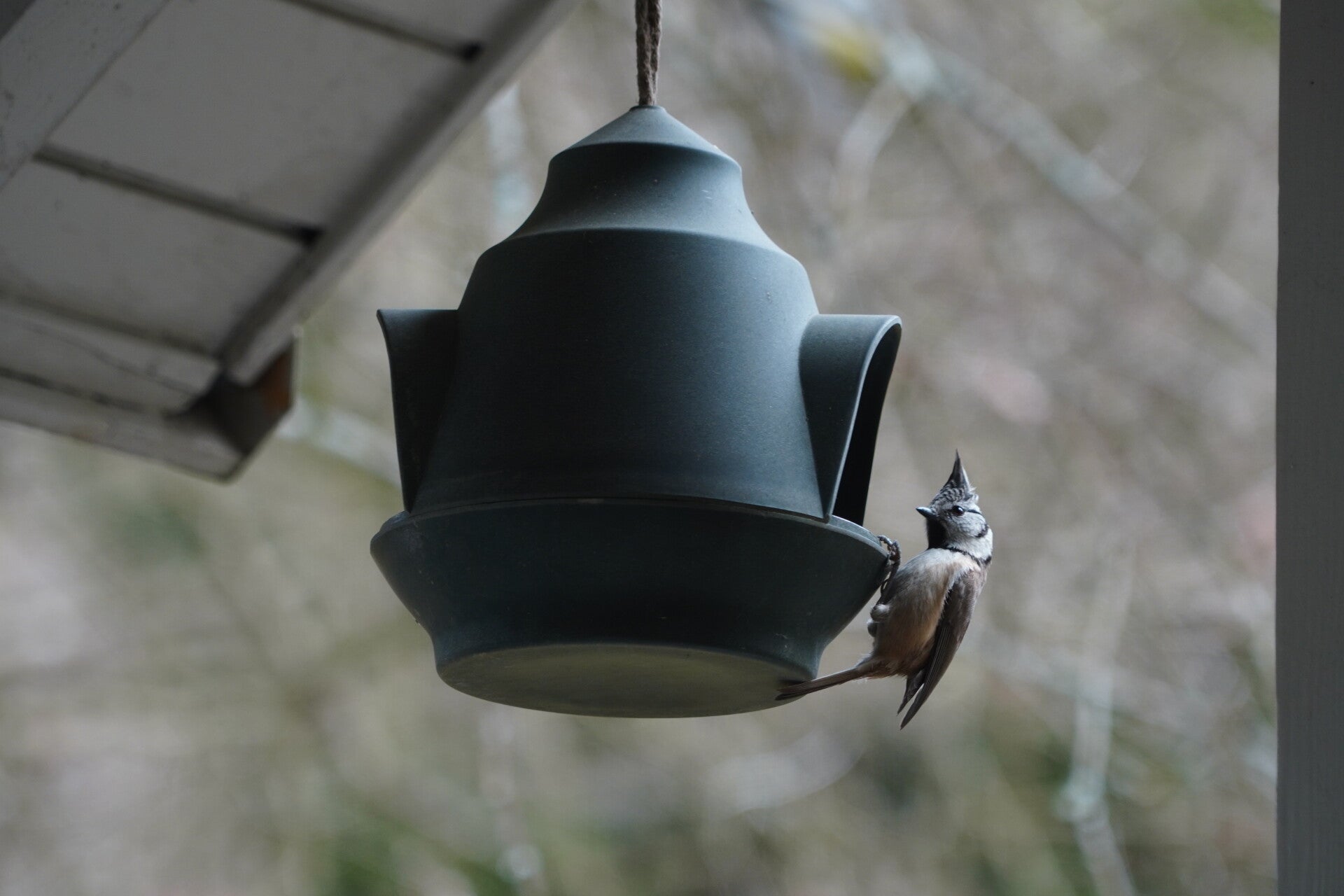 Kuifmees - birdspotting