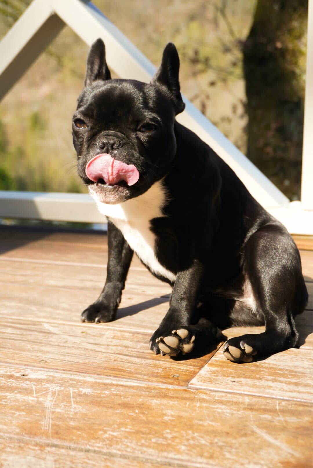 LUXE CHALET MET HOND EN OMHEINDE TUIN