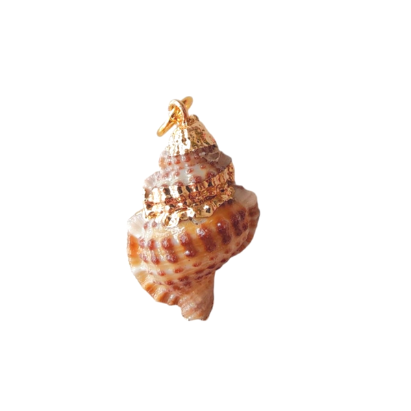 Schelp bedel - 2,5 cm