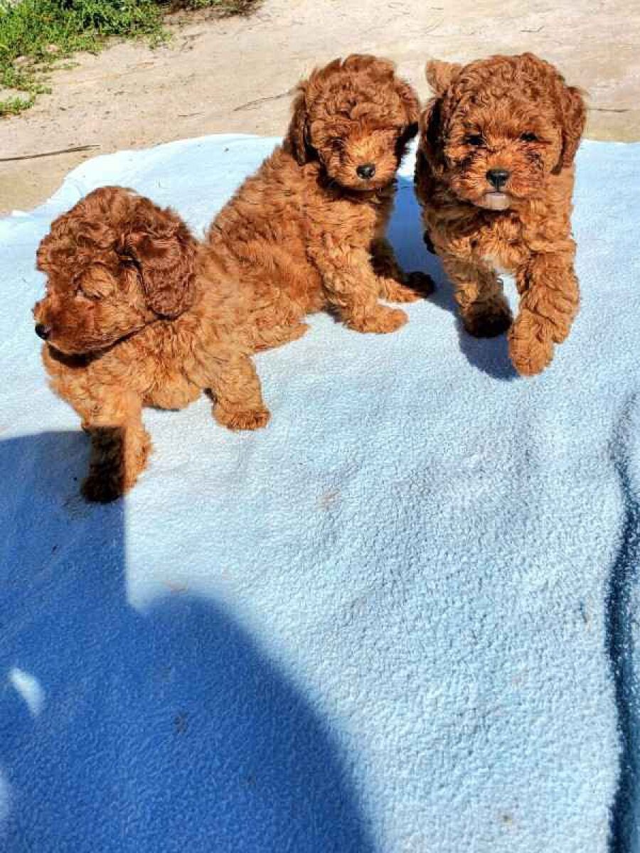 Amazing Toy poodle puppies.