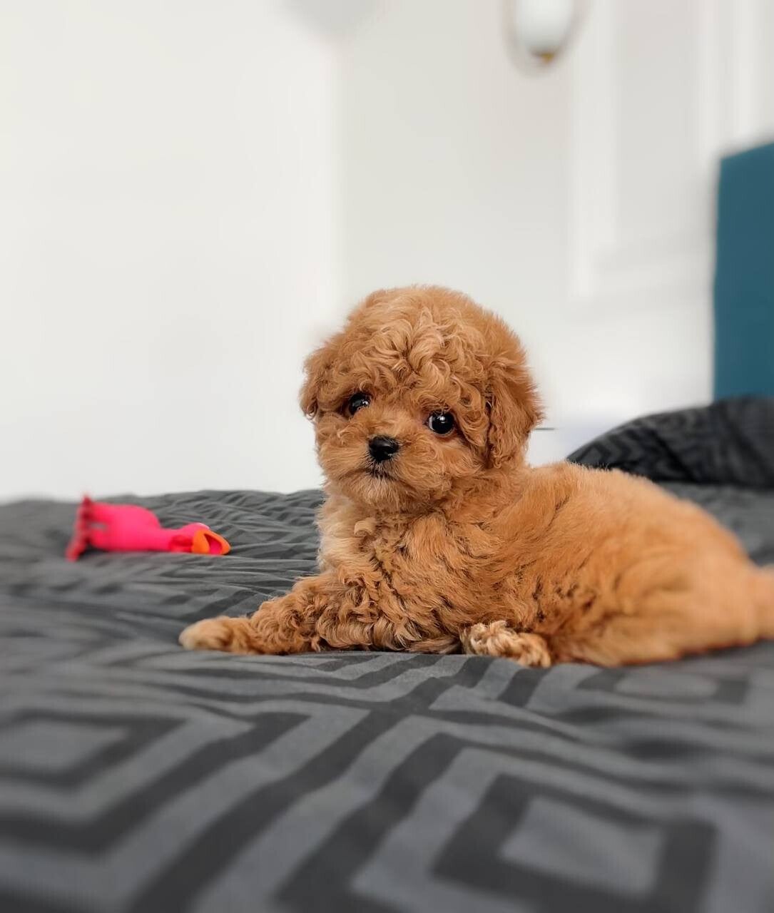 Amazing Poodle Puppies.