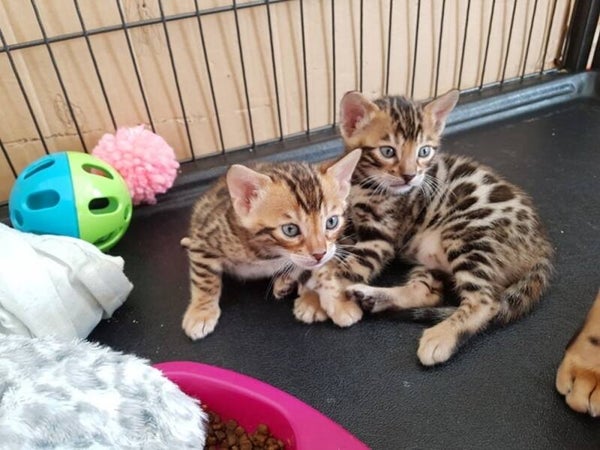 Male and female Bengal Kittens Ready