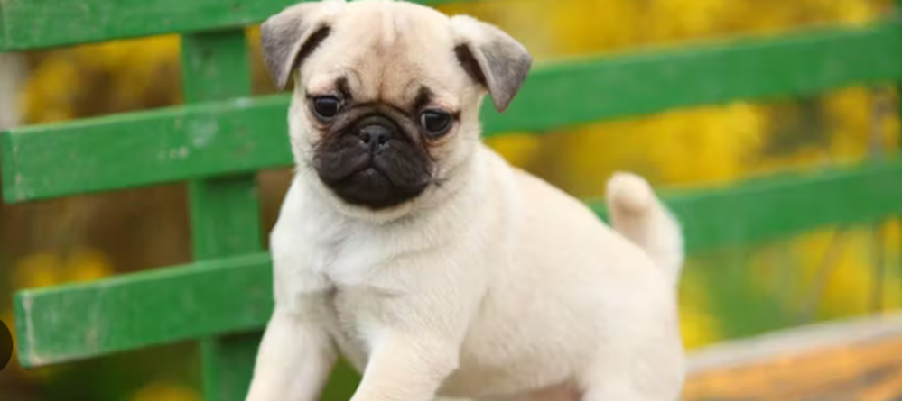 Pug Puppies Now Ready