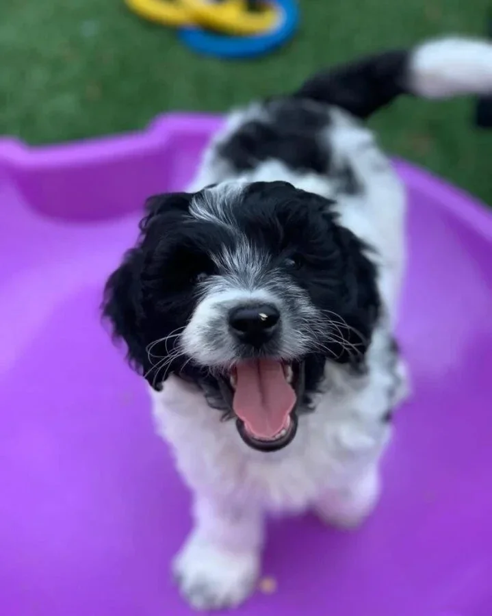 Cute and lovely Aussiedoodle Puppies