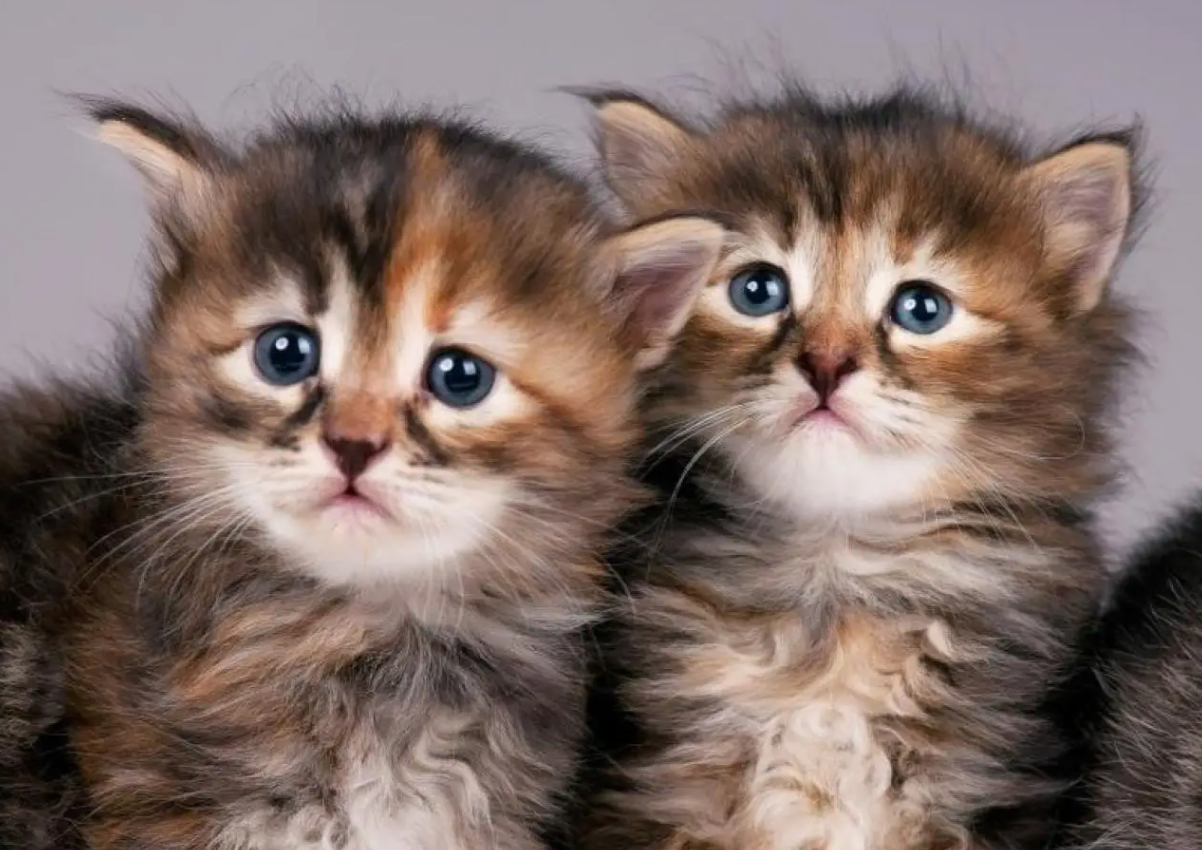 Beautiful Siberian kittens Available