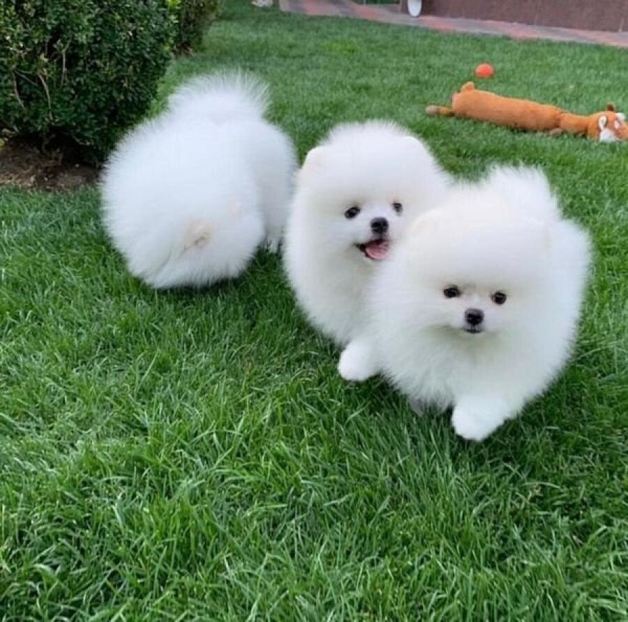 Gorgeous Male and Female Pomeranian puppies