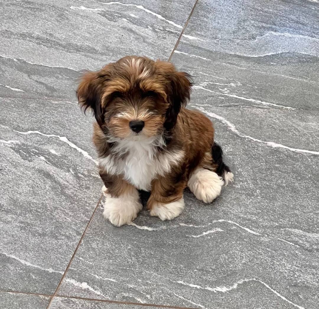 Adorable Havanese Puppies Ready for Their Forever Homes!