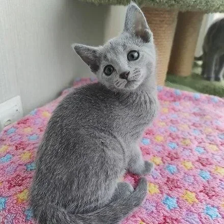 Russian Blue Kittens For re-homing