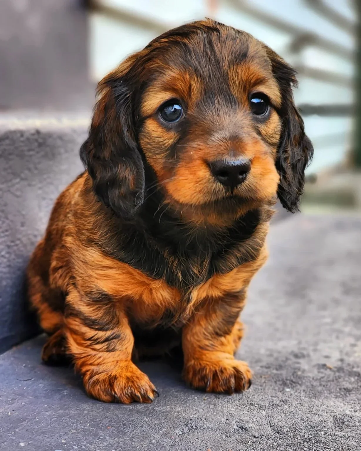 purebred, long-haired miniature dachshund puppies