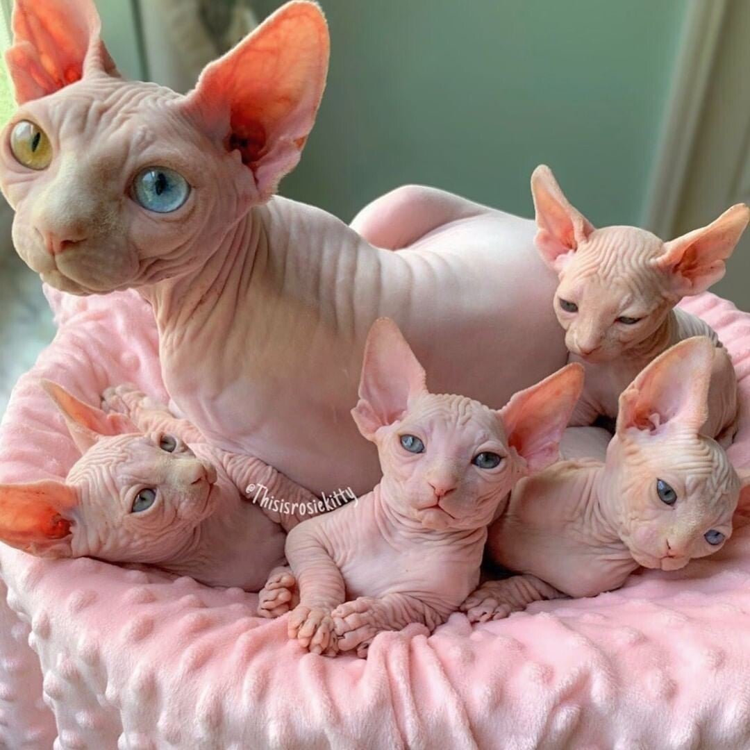 6 Beautiful pure Canadian Sphynx
