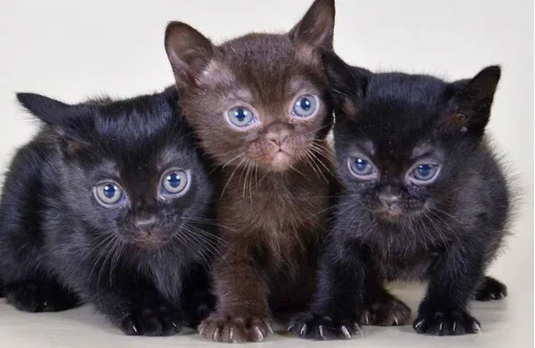Bombay kittens