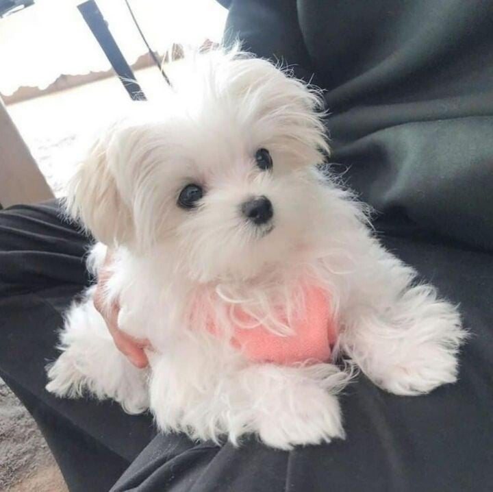 Adorable outstanding Maltese puppies.