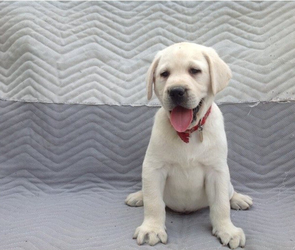 We have3 Labrador Retriever pups