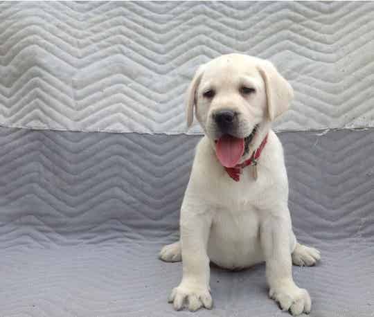 We have3 Labrador Retriever pups