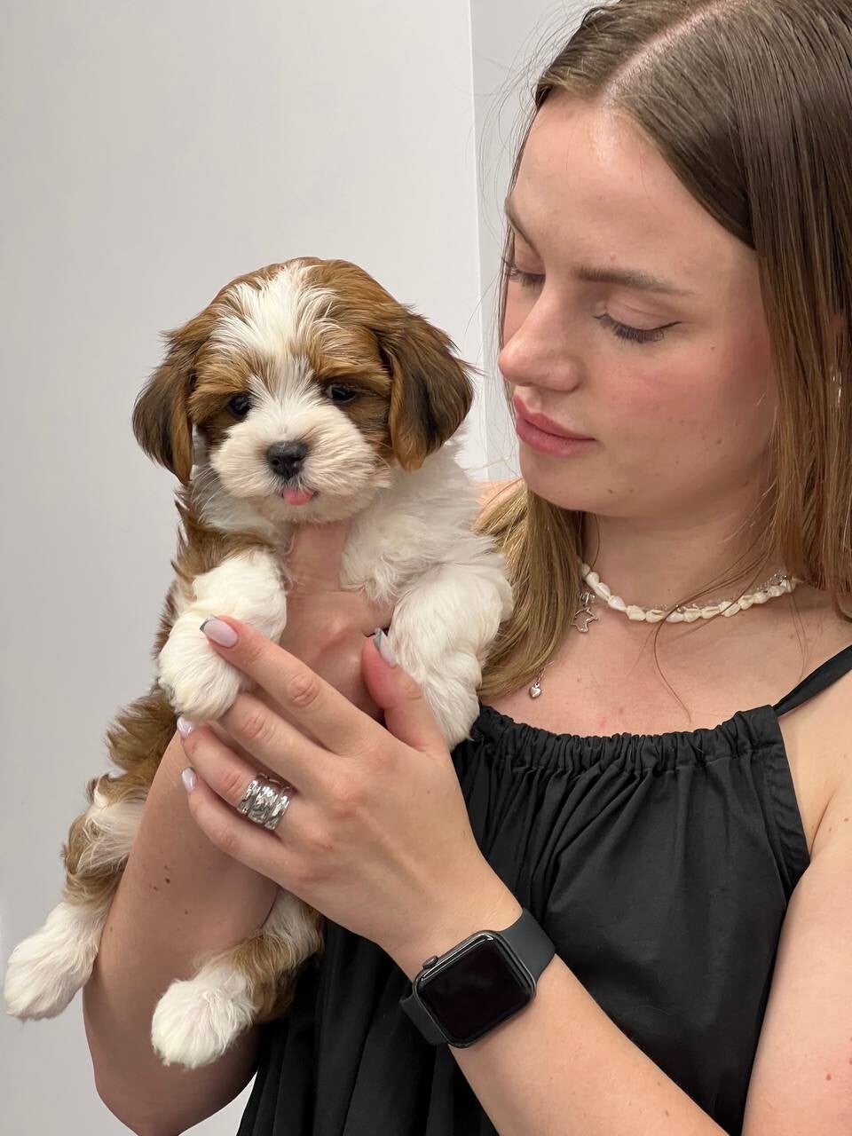 Your New Best Friend Awaits: Havanese Puppies!