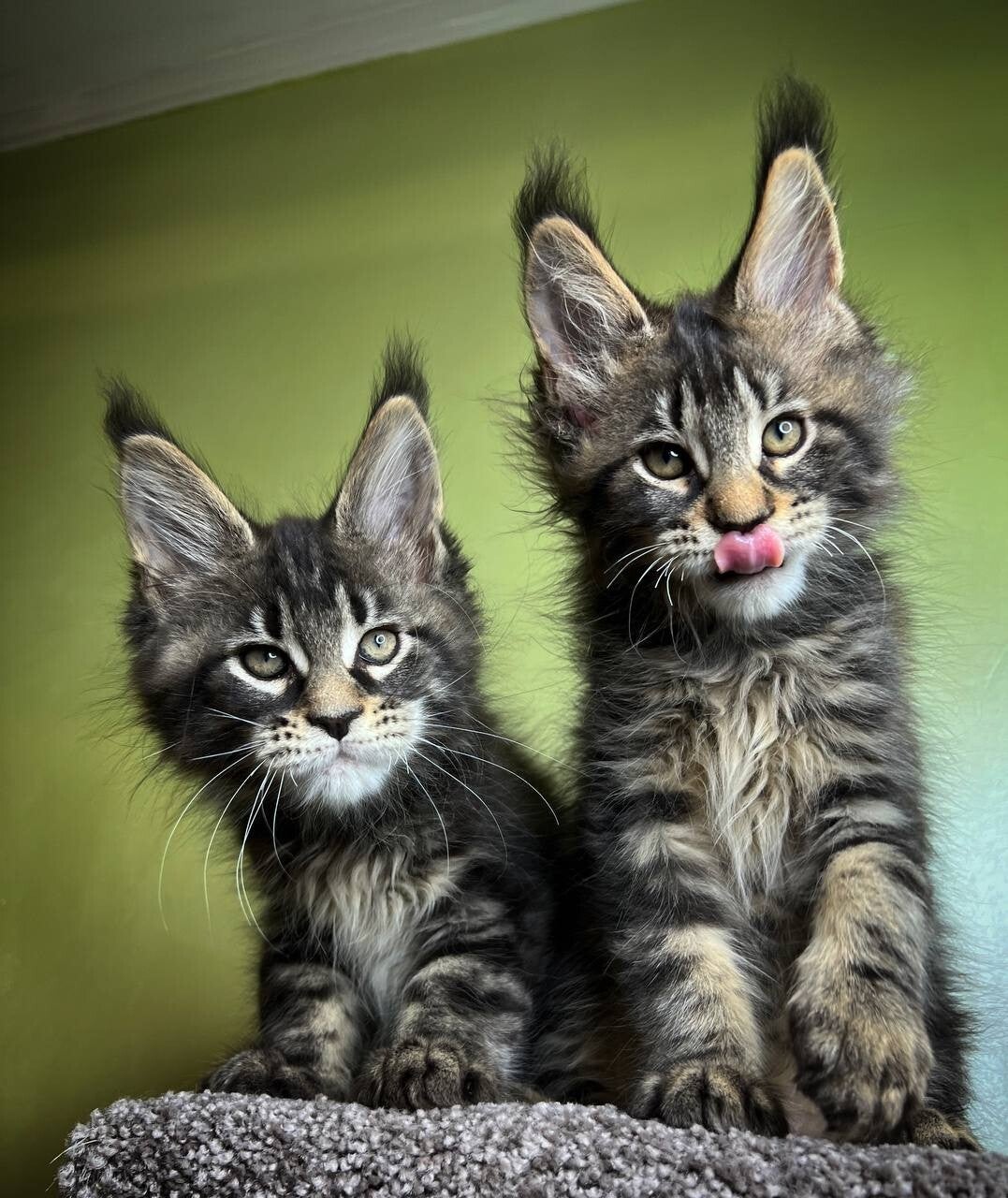Maine coon gccf registered kittens