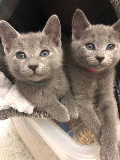 Russian Blue Kittens for good homes