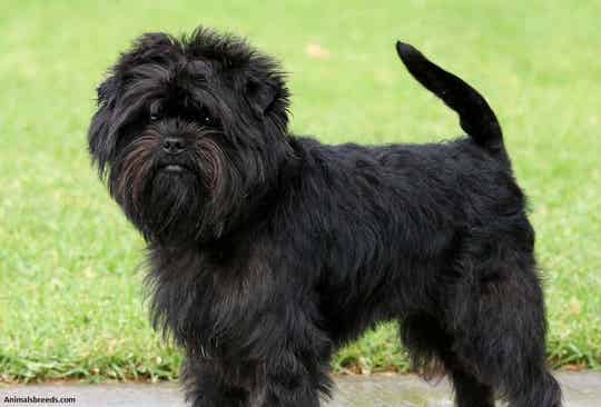 Affenpinscher puppies