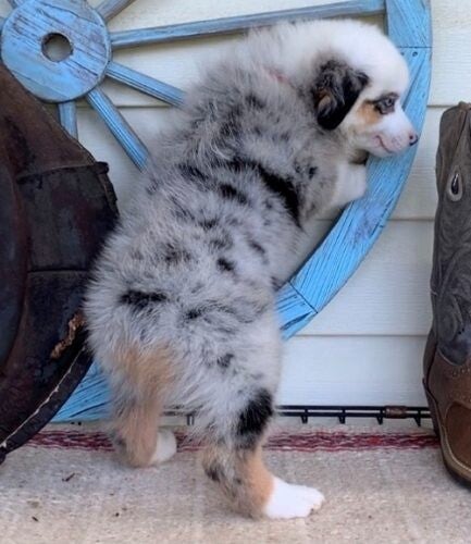 Charming Australian Shepherd puppies