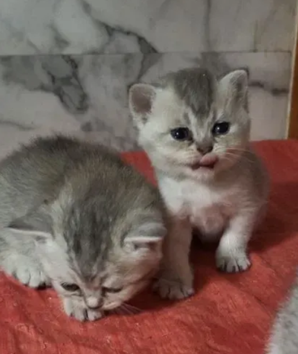 Munchkin Variant Kitten