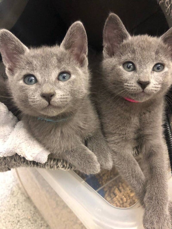 Russian Blue Kittens for good homes