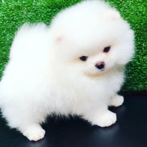 Pure Bred Pomeranian Puppies