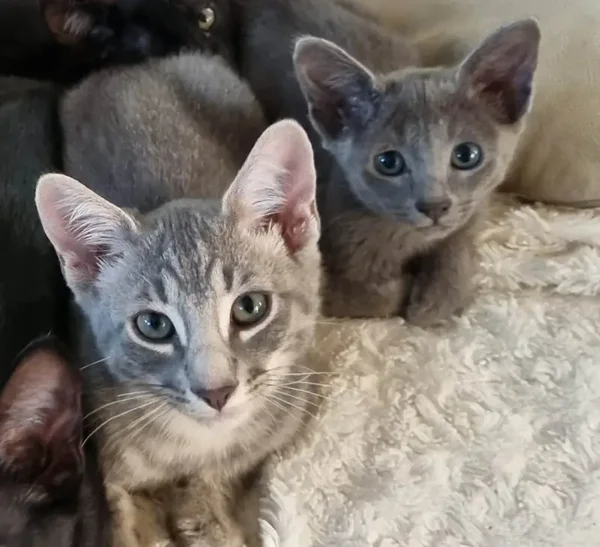 Beautiful fun Oriental Kittens
