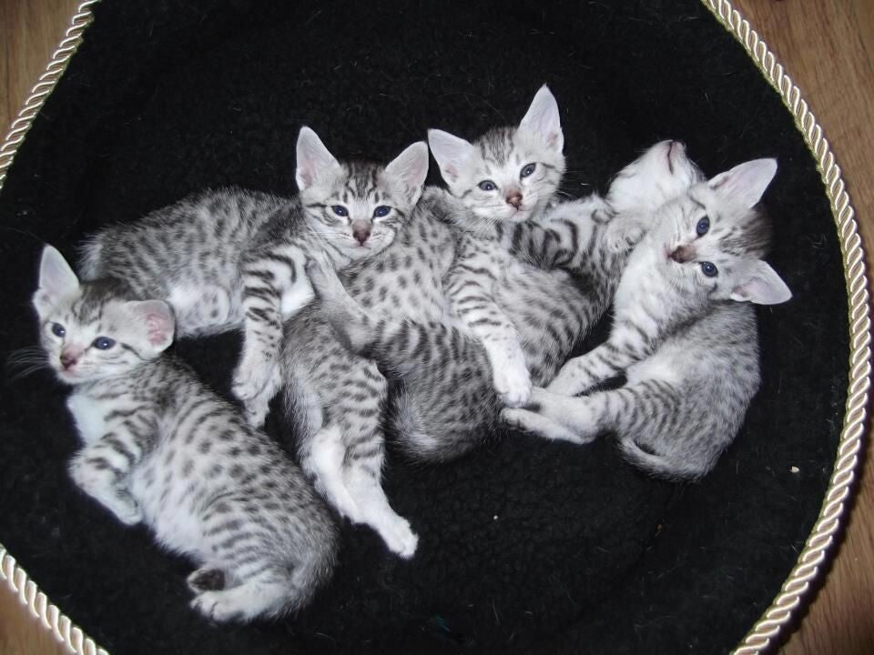Lovely Egyptian mau kittens